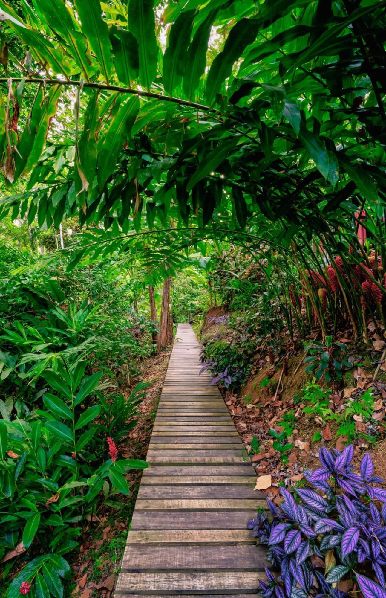 La Shamana - Ecological Concept In Jungle Βίλα Cahuita Εξωτερικό φωτογραφία