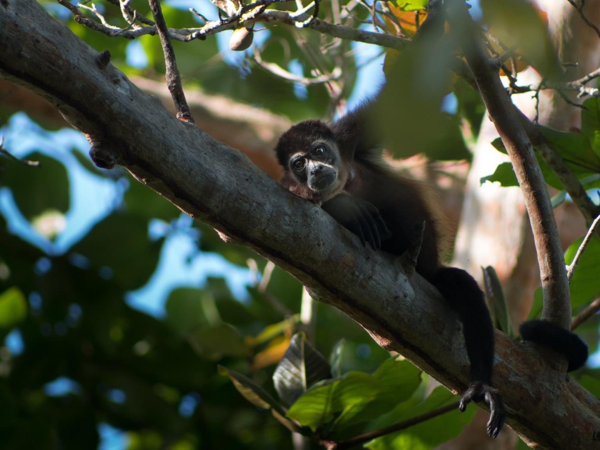 La Shamana - Ecological Concept In Jungle Βίλα Cahuita Εξωτερικό φωτογραφία